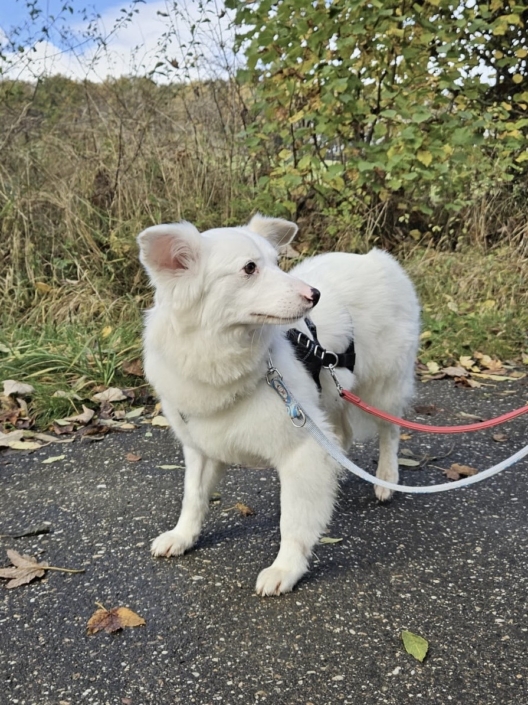 Niemandshund Lea auf Pflegestelle