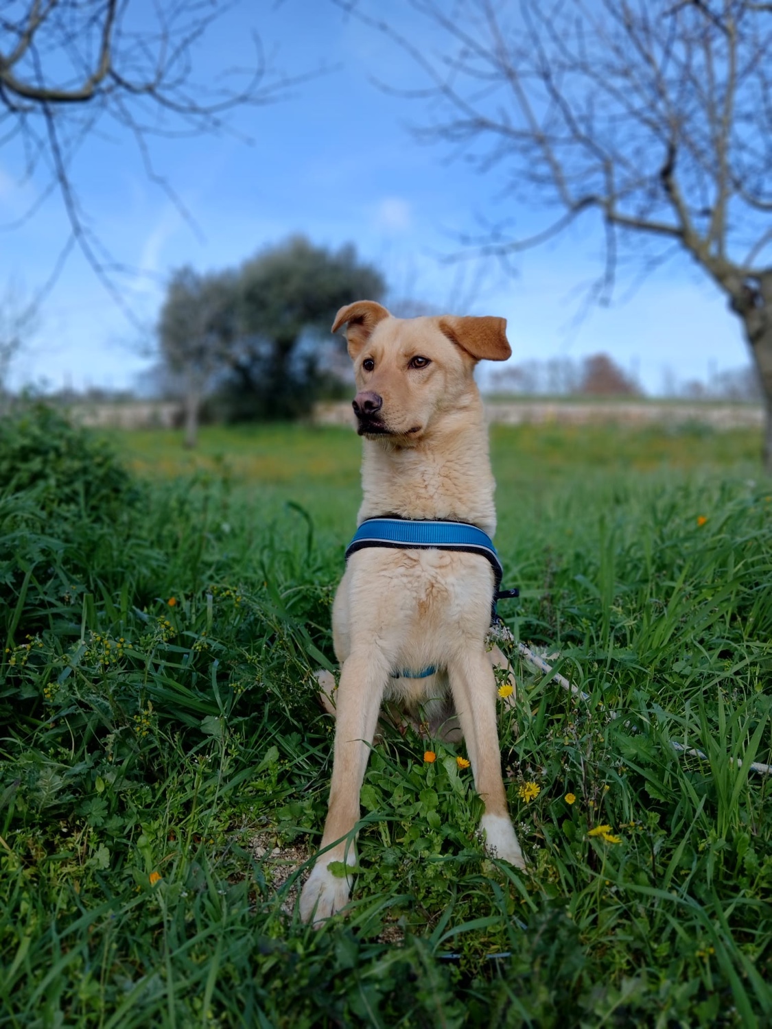Bruno - Niemandshunde aus Apulien