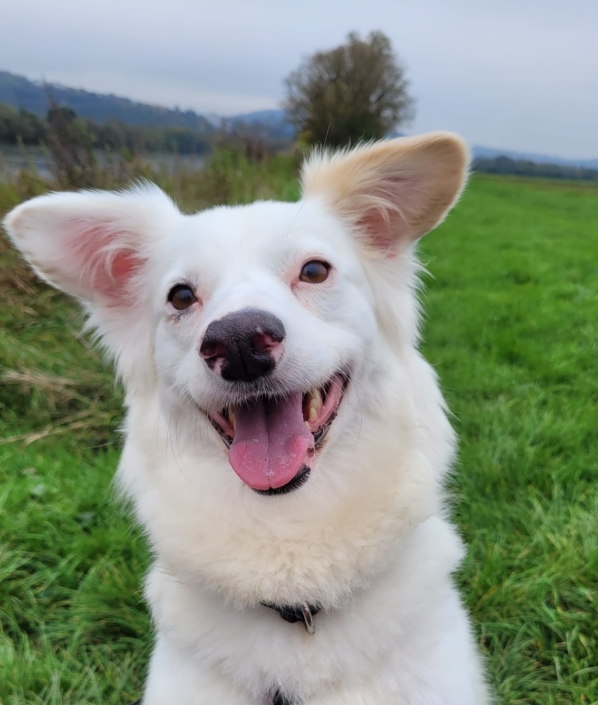 Niemandshund Lea auf Pflegestelle