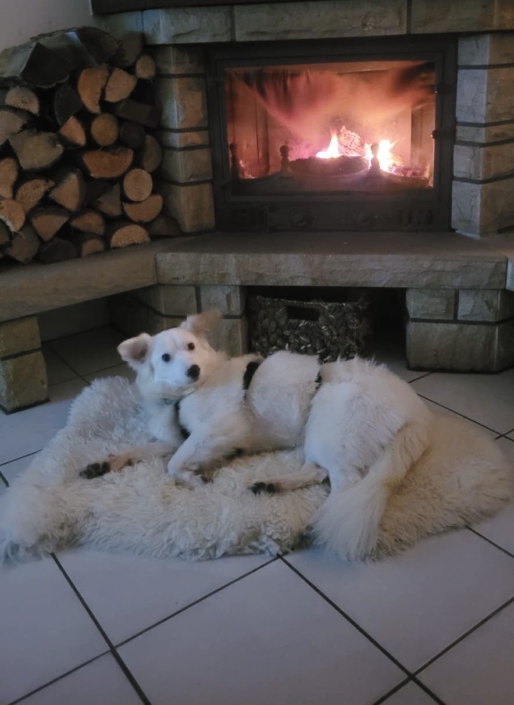 Niemandshund Lea auf Pflegestelle