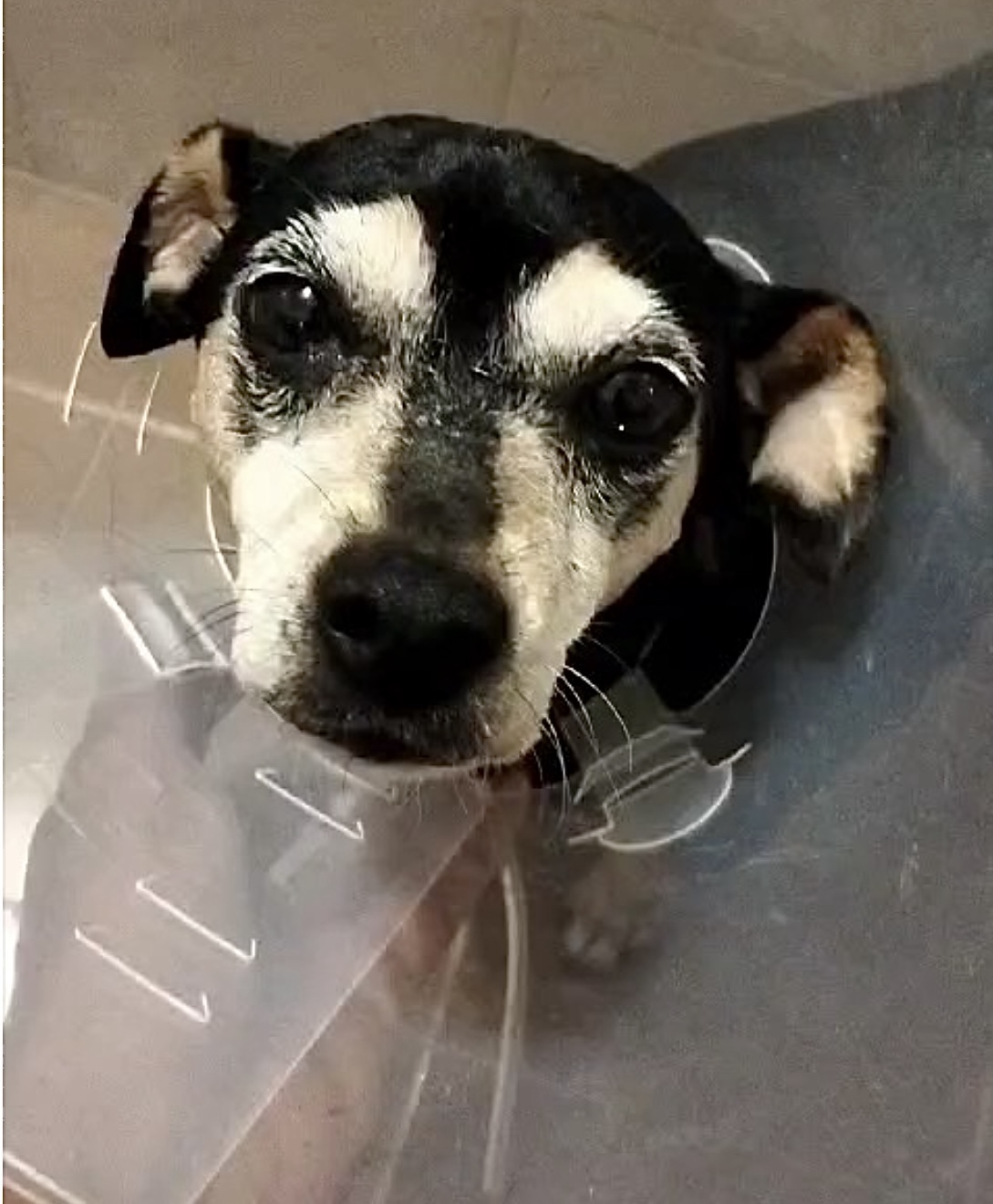 Notfellchen - Niemandshunde aus Apulien