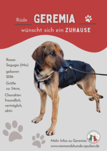 tiervermittlung-hund-sucht-ein-zuhause-1.png